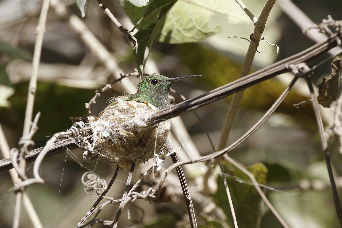 Berylline Hummingbird - Timo Mitzen