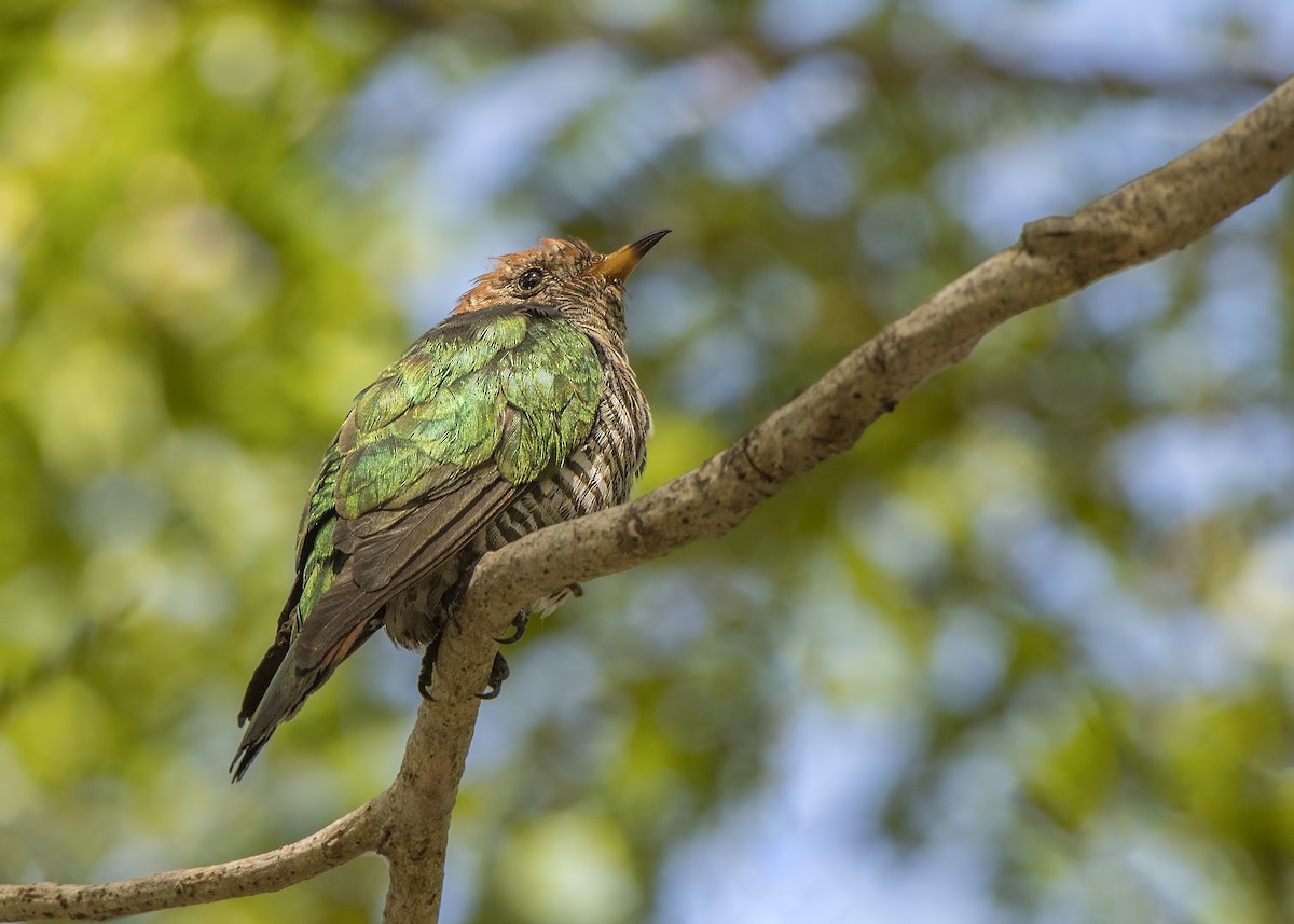 Asian Emerald Cuckoo - ML314802421
