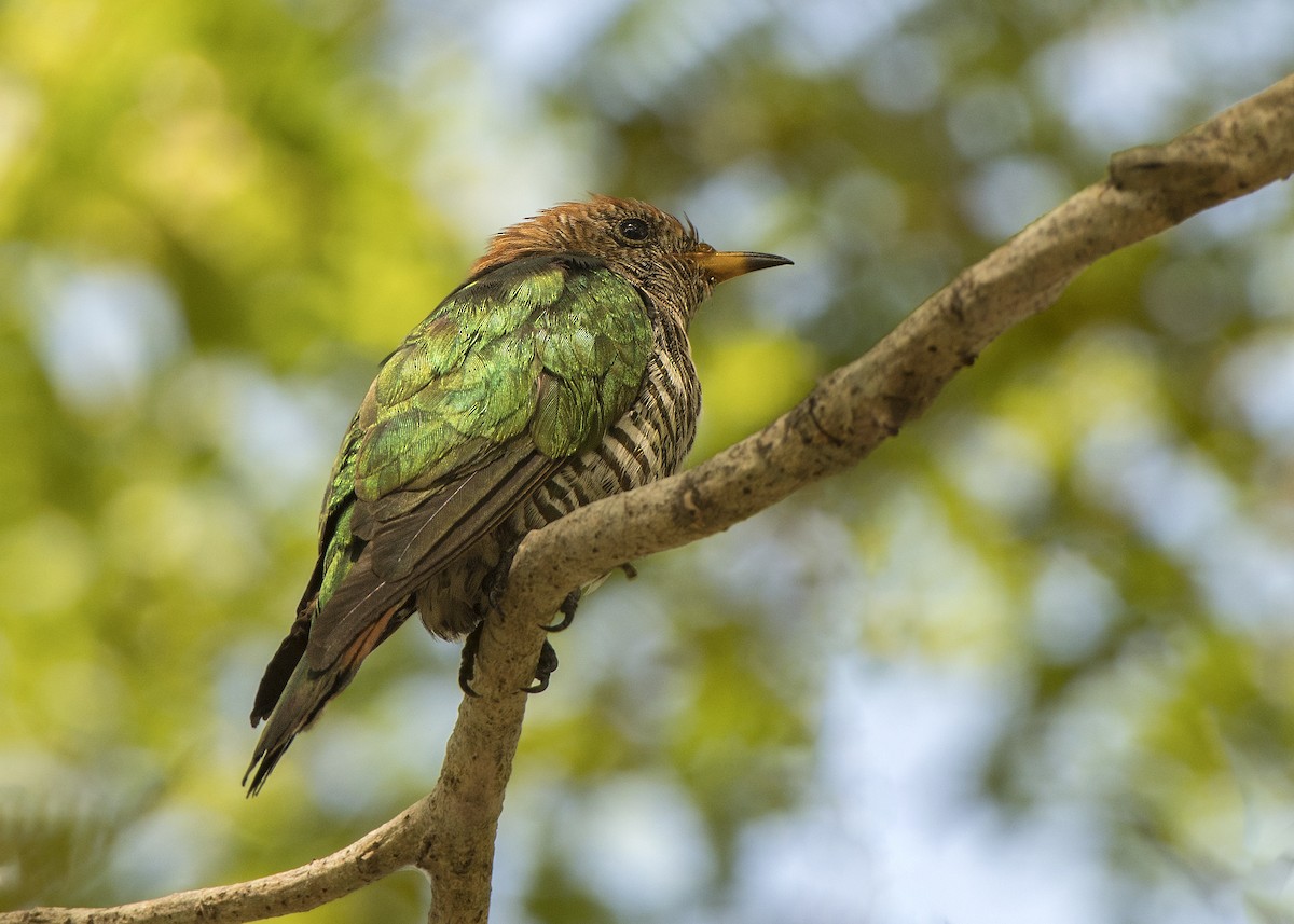 Asian Emerald Cuckoo - Wai Loon Wong