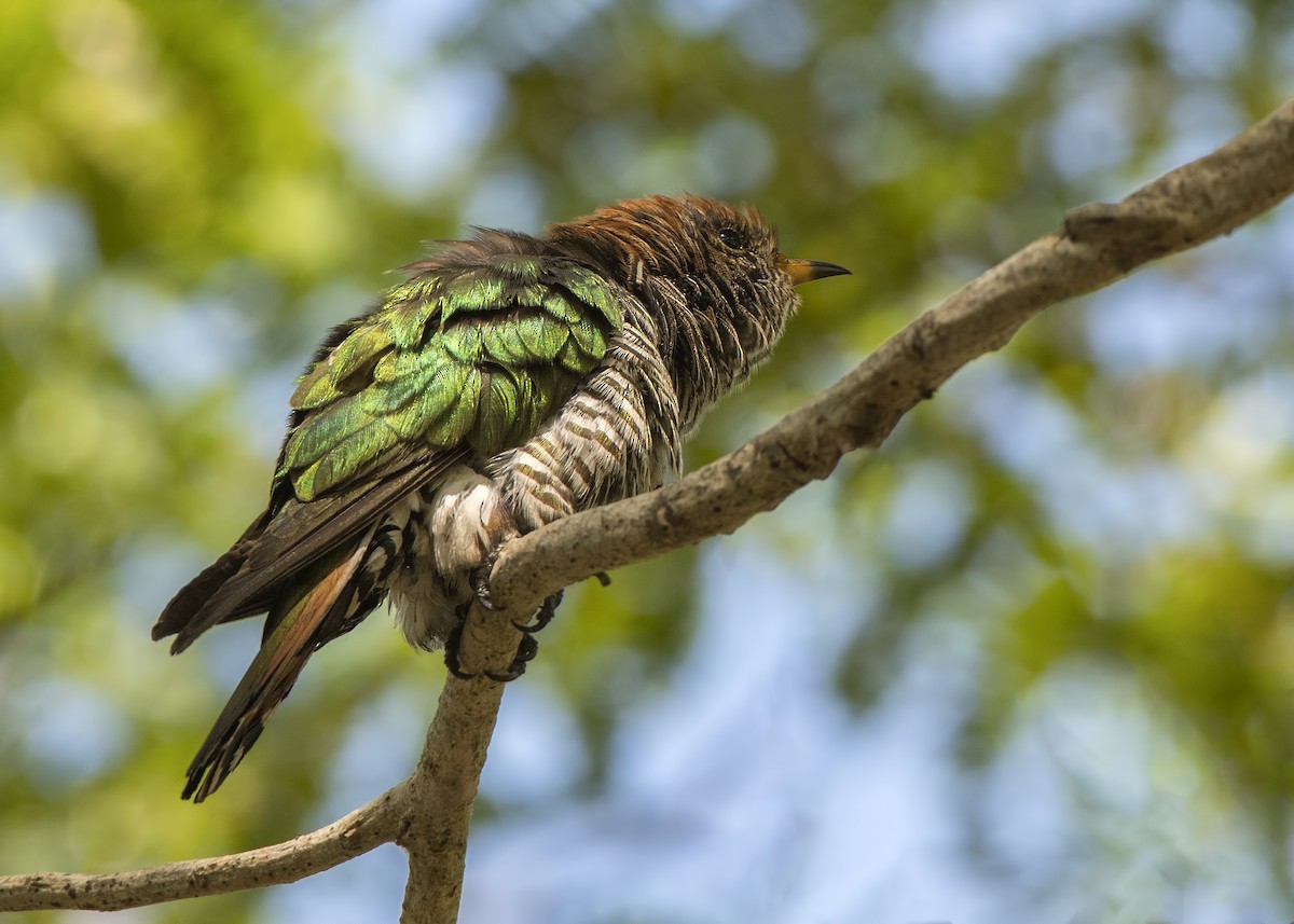 Asian Emerald Cuckoo - ML314802481
