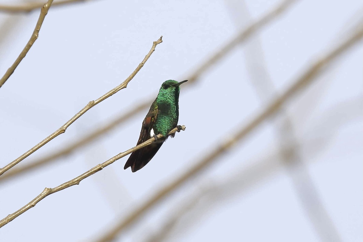 Berylline Hummingbird (Sumichrast's) - ML314802601