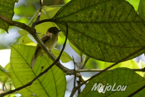 Sepia-capped Flycatcher - ML31480881