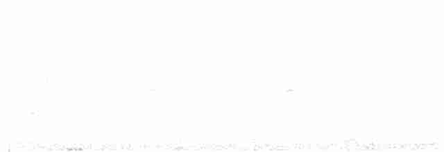 Гагара полярна - ML31481591