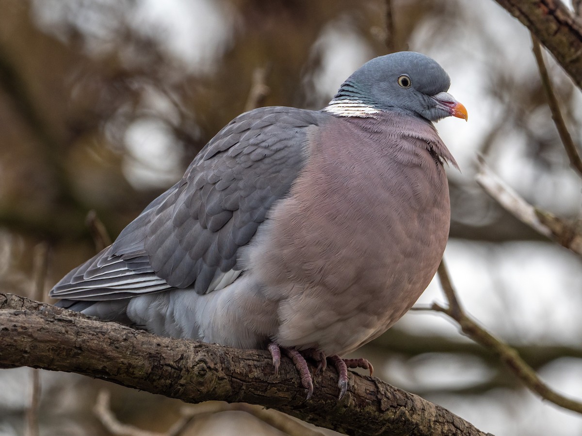 Common Wood-Pigeon - ML314821501