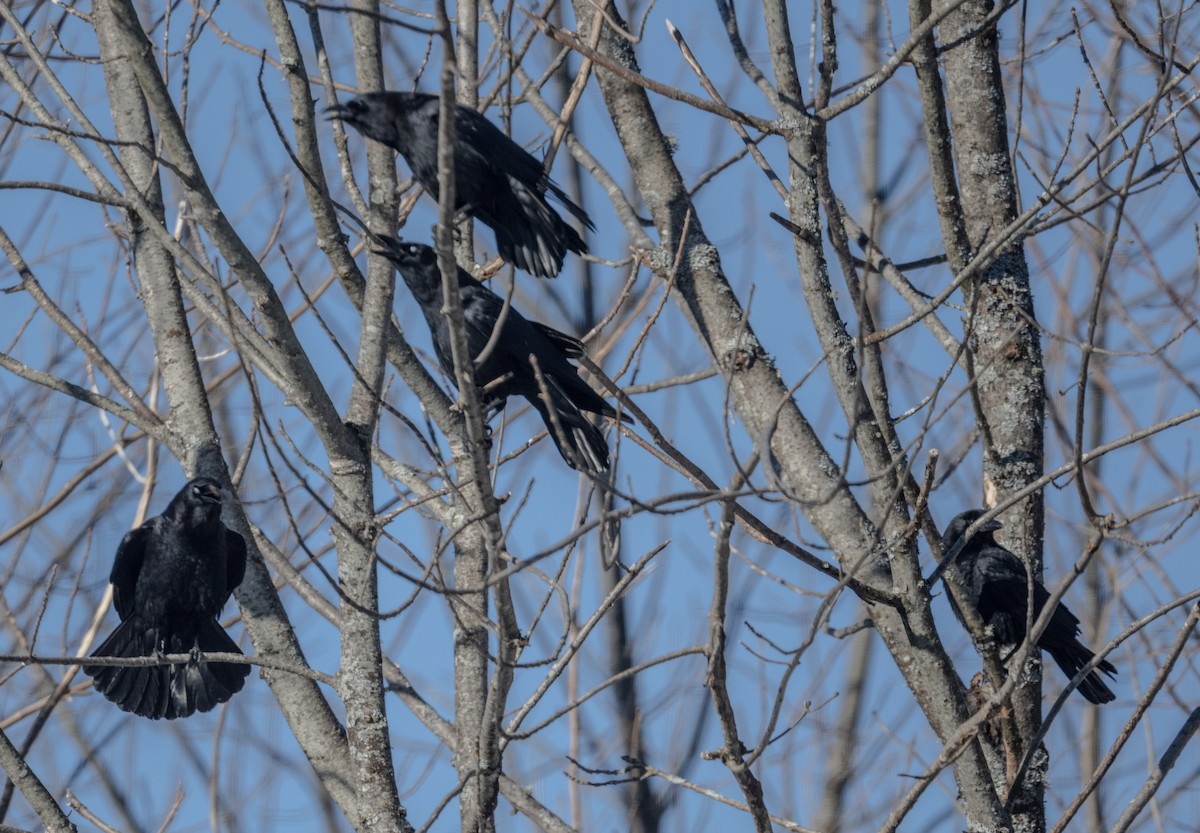American Crow - thomas berriman