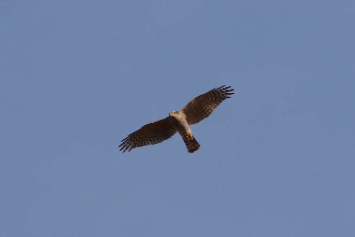 Eurasian Sparrowhawk - ML314832121