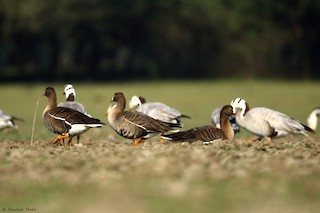 Lesser White-fronted Goose, ML314832221