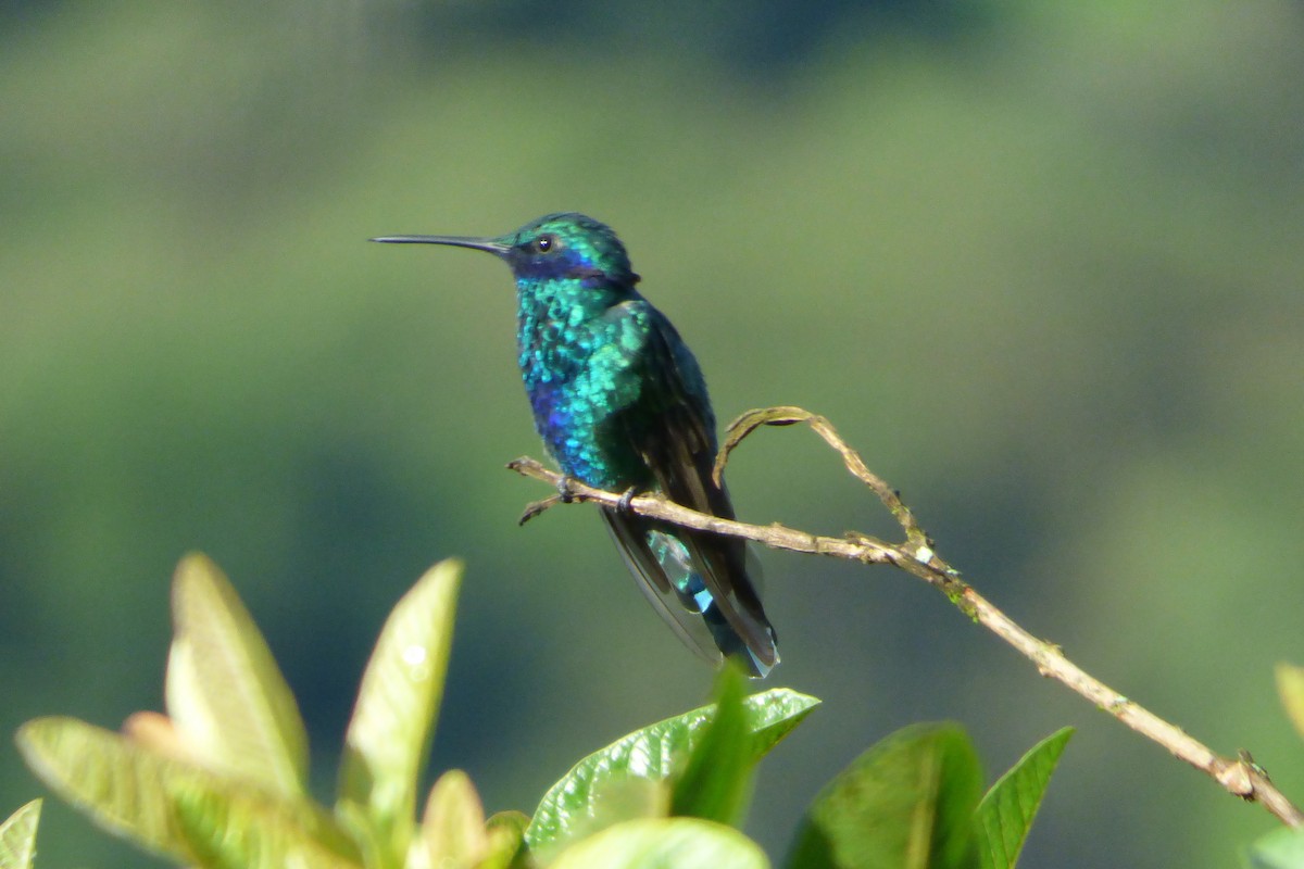 kolibřík modrolící - ML314834311