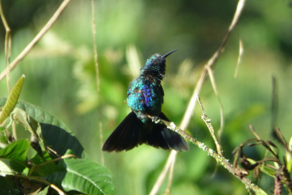kolibřík modrolící - ML314834321