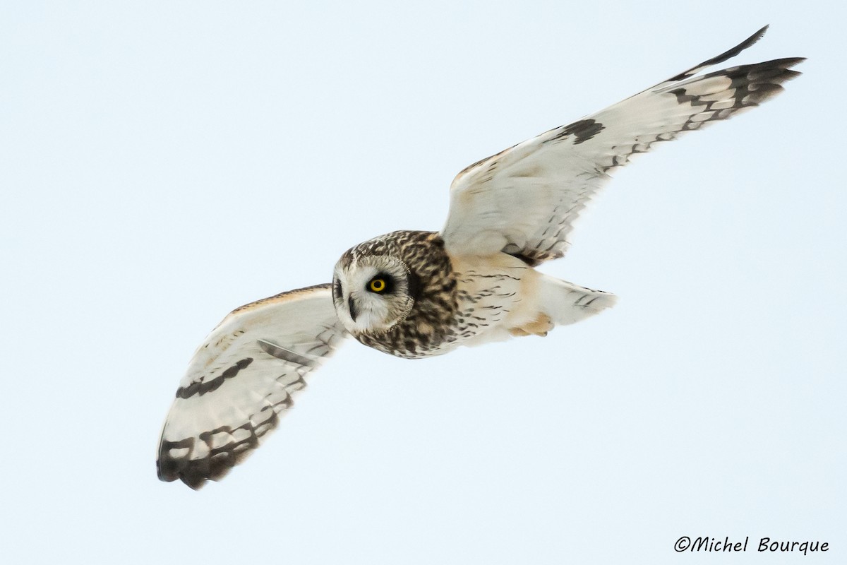 Short-eared Owl - Michel Bourque