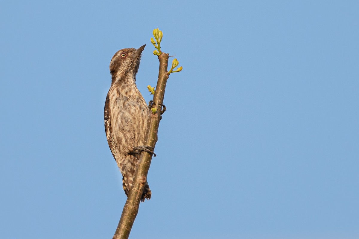 Brown-capped Pygmy Woodpecker - Hari K Patibanda