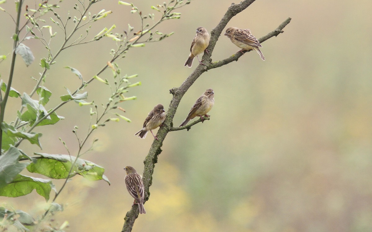 Grassland Yellow-Finch - Uku Paal