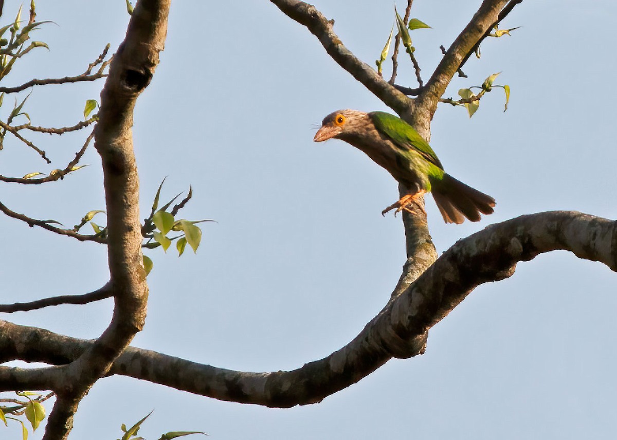 Lineated Barbet - ML314837851