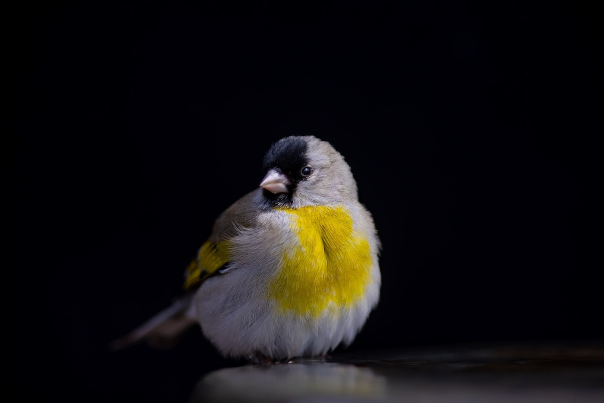 Lawrence's Goldfinch - ML314838371