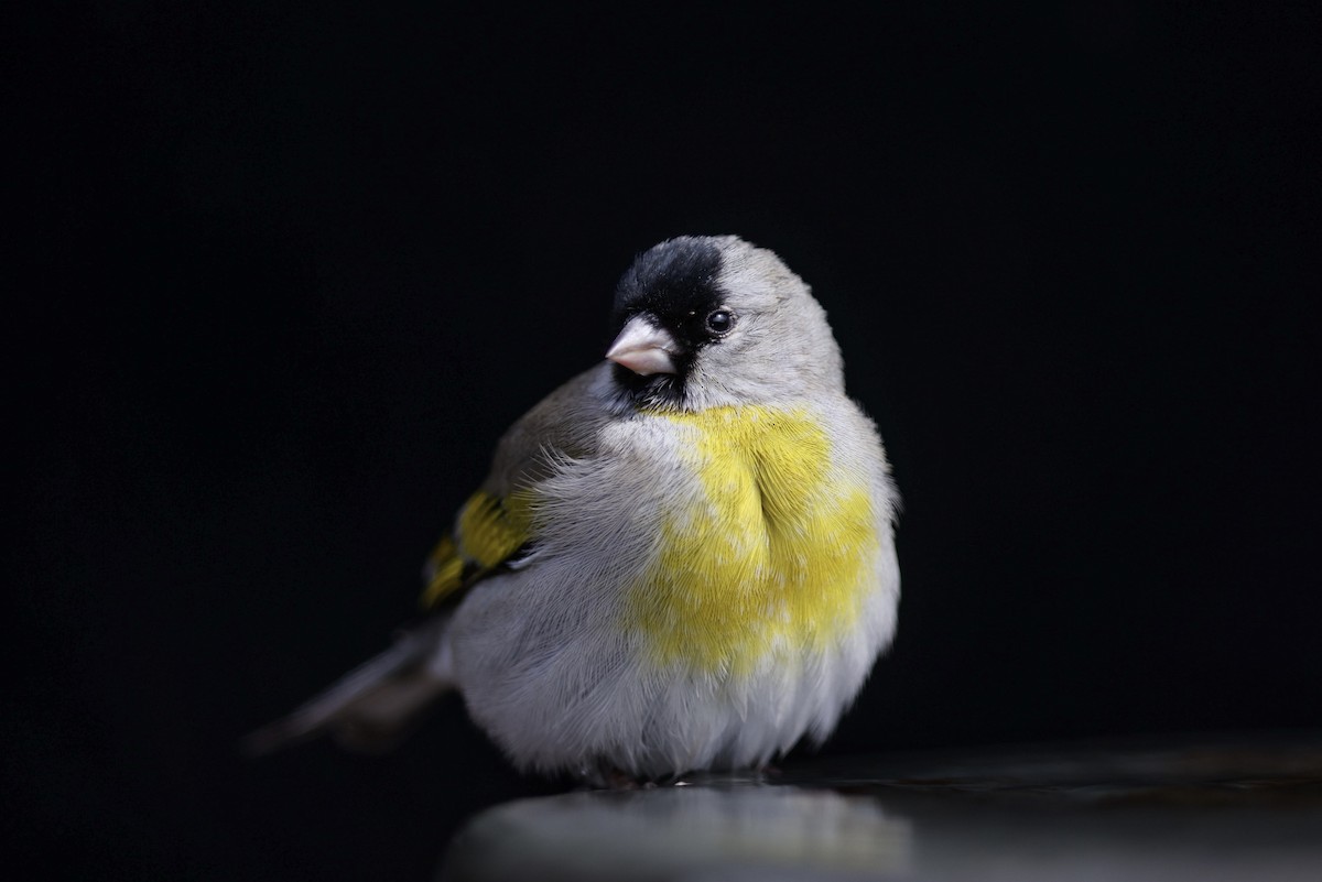 Lawrence's Goldfinch - ML314838501