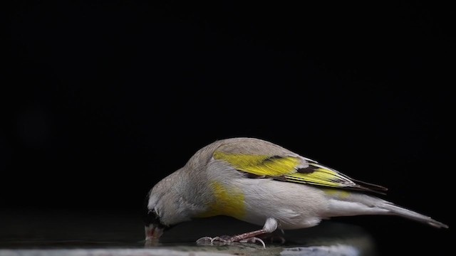 Lawrence's Goldfinch - ML314838671