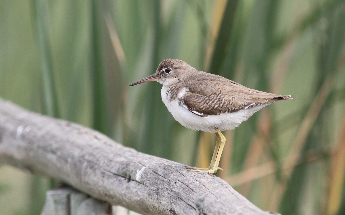 Spotted Sandpiper - Uku Paal