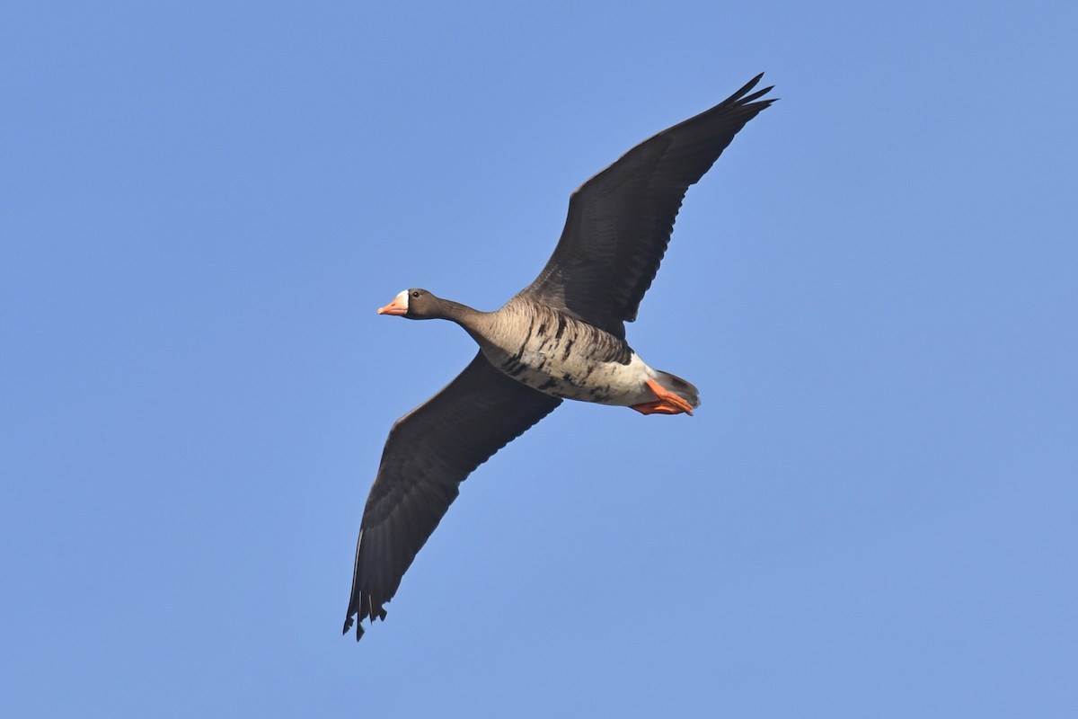 Greater White-fronted Goose - Joel Trick