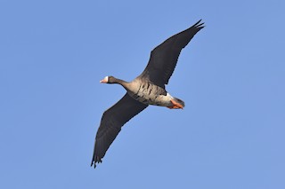 Greater White-fronted Goose, ML314845771