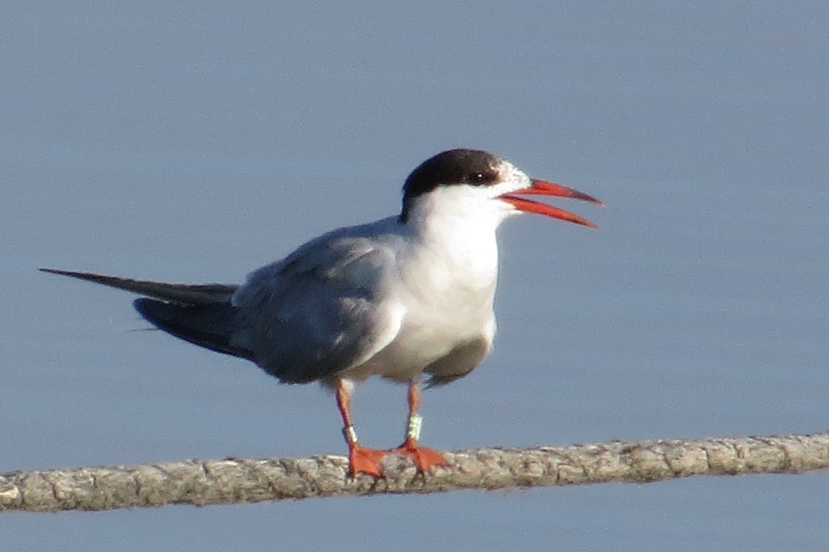 Common Tern - Daniel Melamed