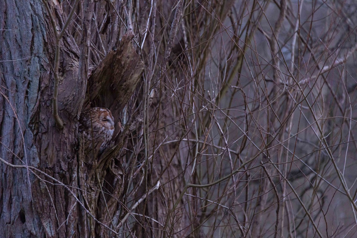 Tawny Owl - ML314853191