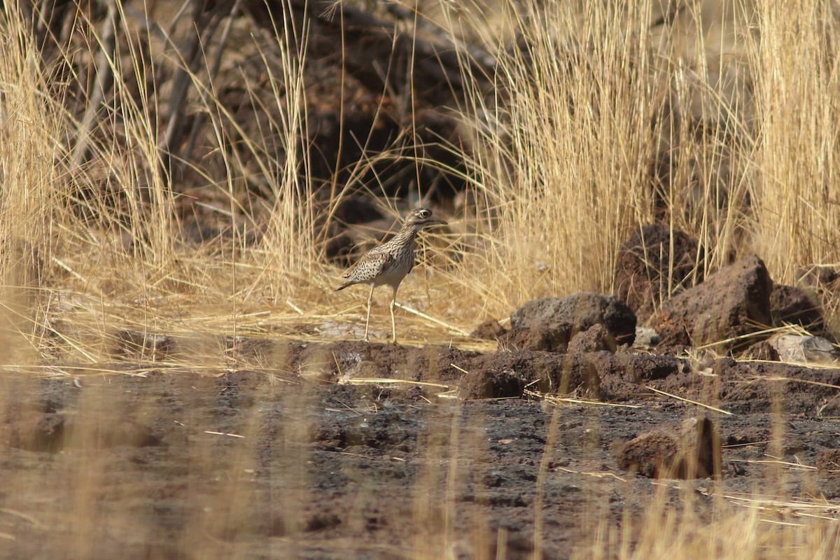Spotted Thick-knee - ML314857521