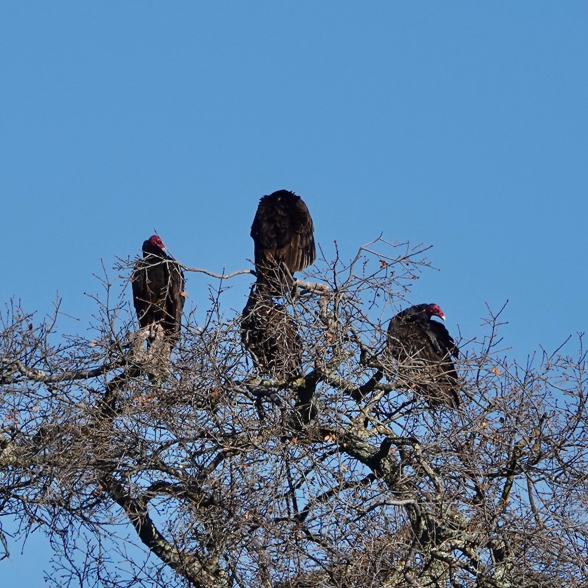Turkey Vulture - Susan Goodrich