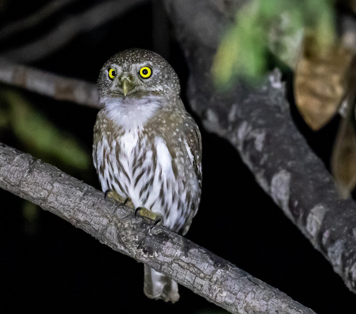 Northern Pygmy-Owl - Ron Hoff Dollyann Myers