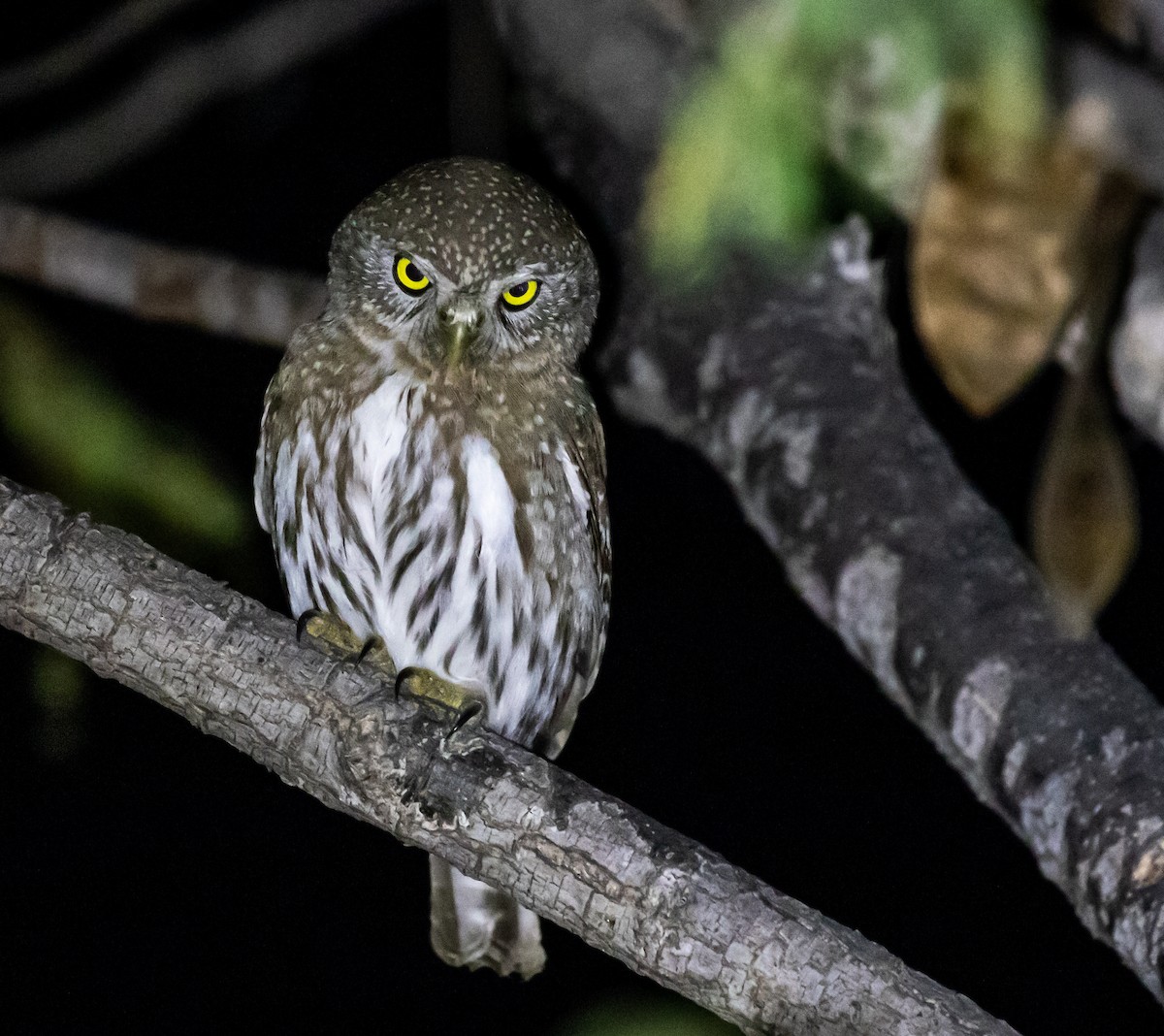 Northern Pygmy-Owl - ML314868341