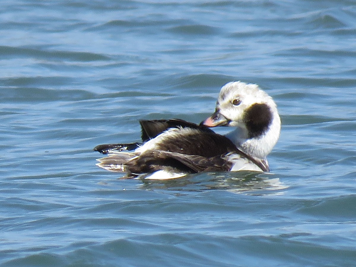 Long-tailed Duck - Donna Pomeroy