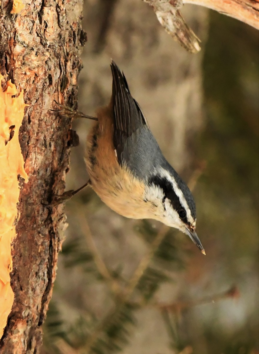 Red-breasted Nuthatch - ML314883901