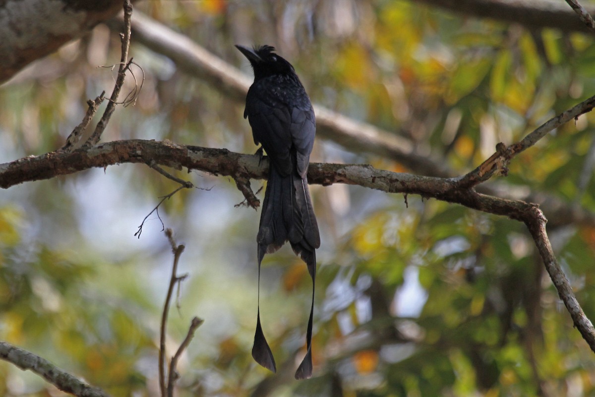 Greater Racket-tailed Drongo - Jeffrey Offermann