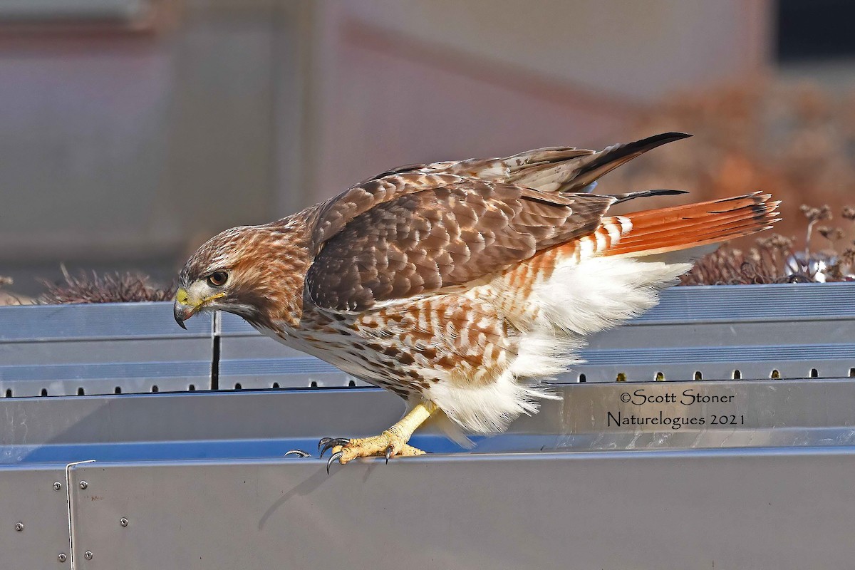 Red-tailed Hawk - ML314892281