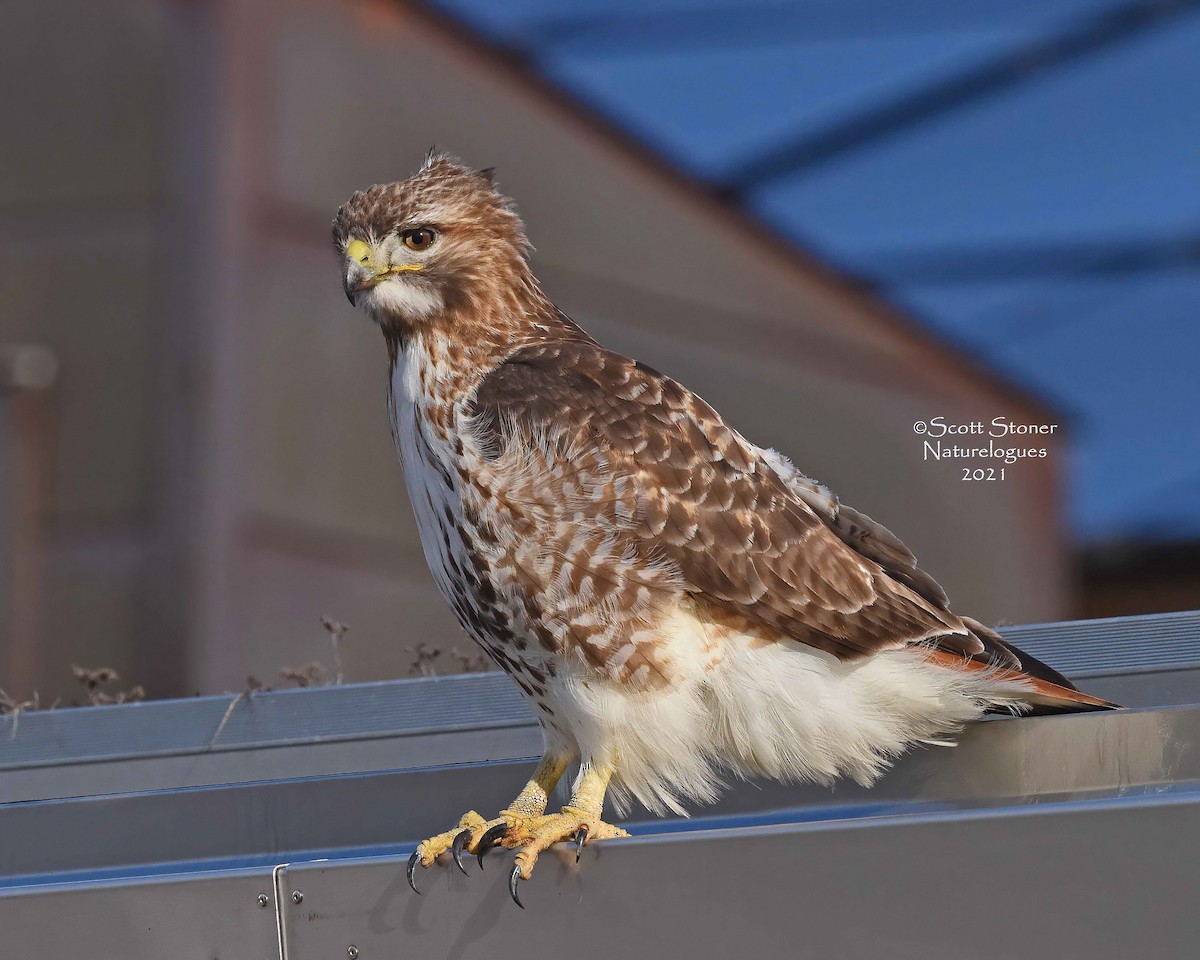 Red-tailed Hawk - ML314892301