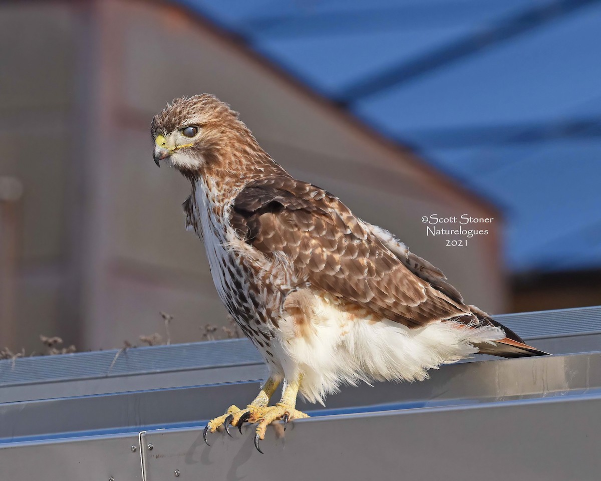 Red-tailed Hawk - Scott Stoner