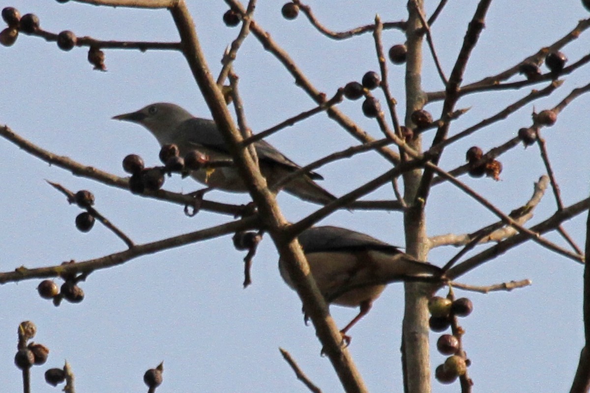 Chestnut-tailed Starling - ML314894021