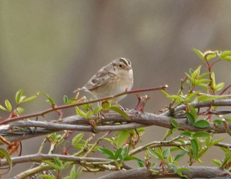 Grasshopper Sparrow - ML314896321