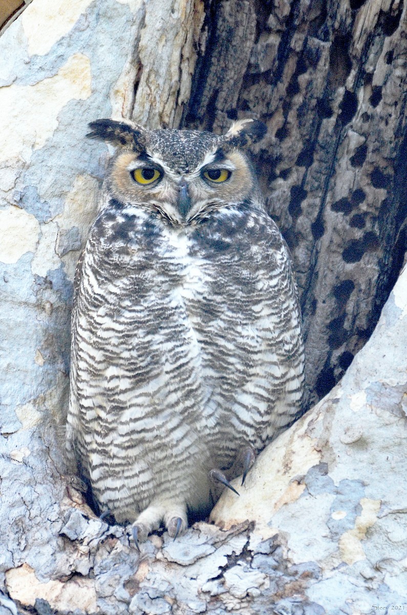 Great Horned Owl - Steve Neely