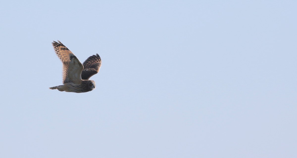 Short-eared Owl (Northern) - ML314897291