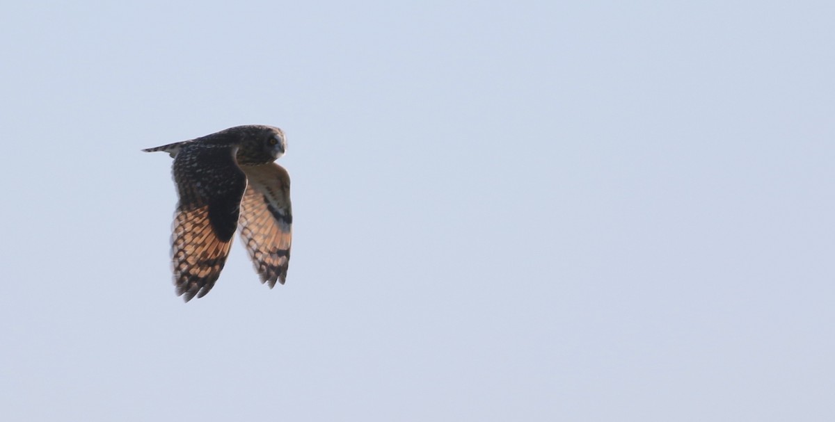 Short-eared Owl (Northern) - ML314897371