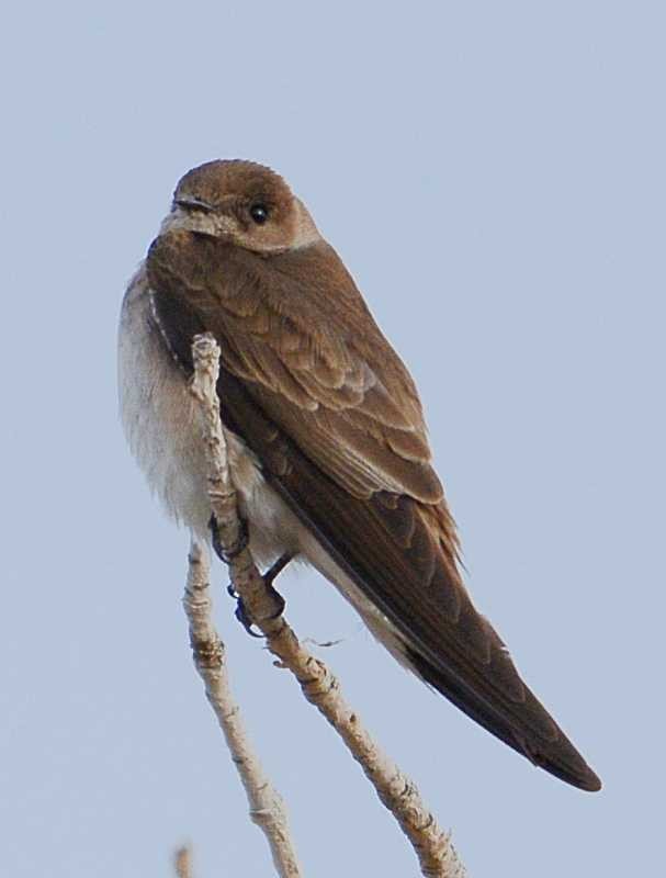Northern Rough-winged Swallow - Jay Wilbur