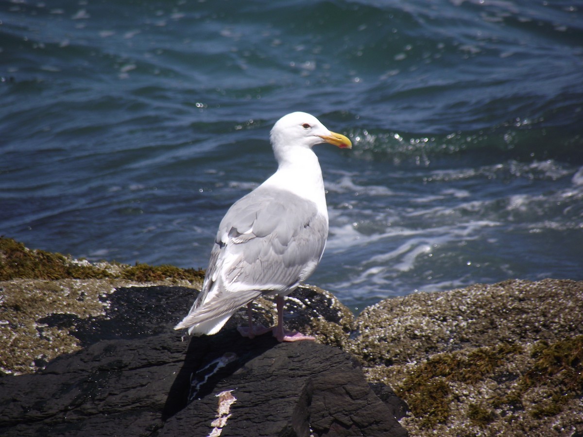 Glaucous-winged Gull - Nathan Anderson