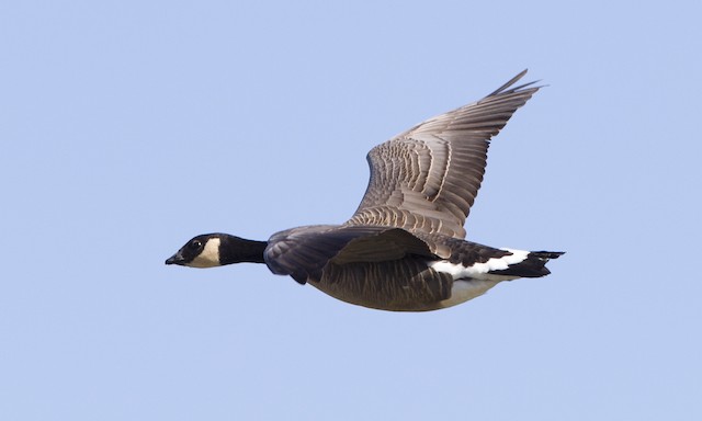 Cackling Goose Identification, All About Birds, Cornell Lab of