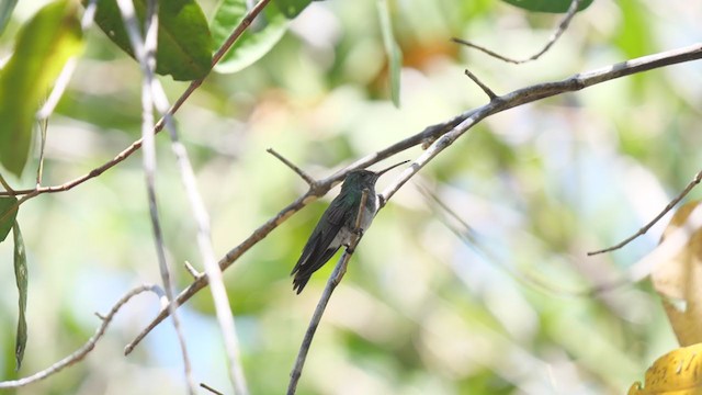 Mangrove Hummingbird - ML314901041