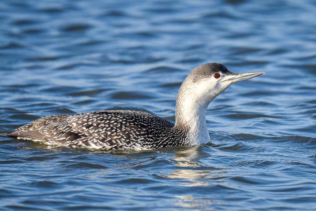 Red-throated Loon - ML314901721