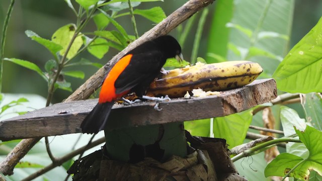 Scarlet-rumped Tanager - ML314904391