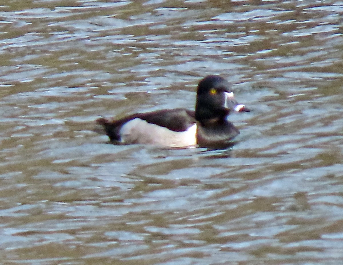 Ring-necked Duck - ML314907161