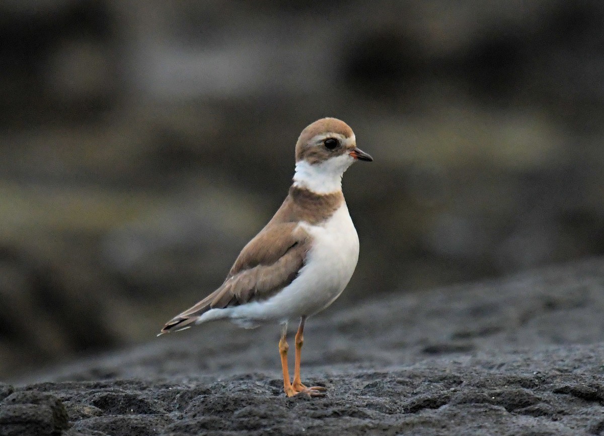Semipalmated Plover - ML314907511
