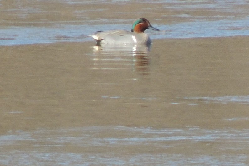 Green-winged Teal - ML314910031