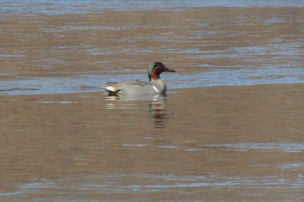 Green-winged Teal - ML314910041